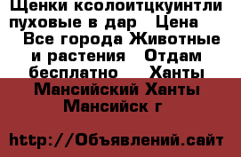 Щенки ксолоитцкуинтли пуховые в дар › Цена ­ 1 - Все города Животные и растения » Отдам бесплатно   . Ханты-Мансийский,Ханты-Мансийск г.